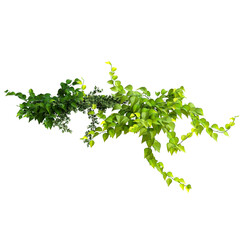 Plants Grown On The Balcony Isolated Transparent Background PNG Image