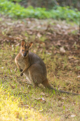 野生のワラビー、Wild Wallaby