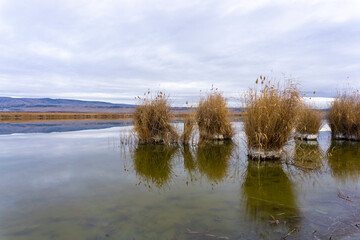 Several yellow bushes in the lake. Green bottom in the water is visible. Reflections of clouds