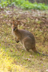 野生のワラビー、Wild Wallaby
