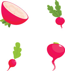 Vibrant collection of radish illustrations in various views, perfect for foodthemed designs
