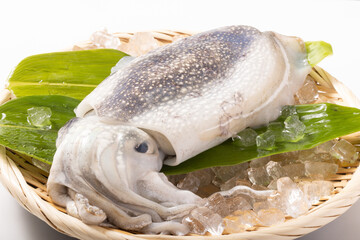 ［宮城県産］甲いか