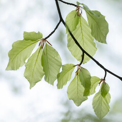 closeup of blossoming beech leaves in spring