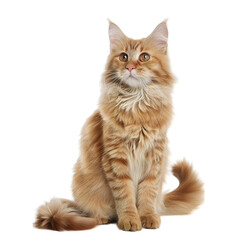 cat isolated on white