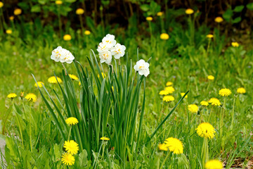 Dandelions and bridal crown blooming in garden