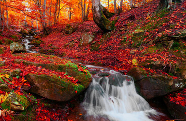 Carpathian autumn landscape, scenic morning in the forest, small waterfall between beech trees and...