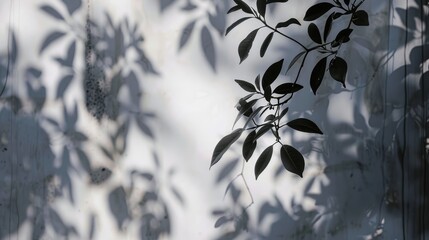 Realistic aesthetic shadow background overlay