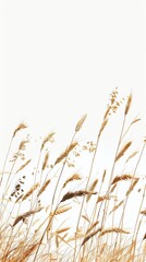 A scene with a field of golden wheat swaying in th field, wheat, grass, nature, agriculture, plant, sky, summer, grain, cereal, crop, farm, corn, blue, food, yellow, harvest, barley, natural, rye, gre