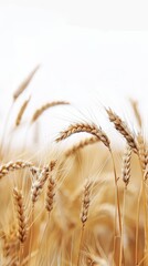 Fototapeta premium A scene with a field of golden wheat swaying in th field, wheat, grass, nature, agriculture, plant, sky, summer, grain, cereal, crop, farm, corn, blue, food, yellow, harvest, barley, natural, rye, gr