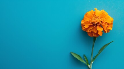 Photograph capturing a marigold flower with copy space for text