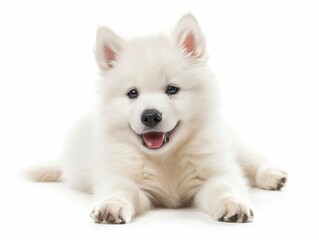 Adorable fluffy white puppy lying down on a white background, looking at the camera with a happy expression.
