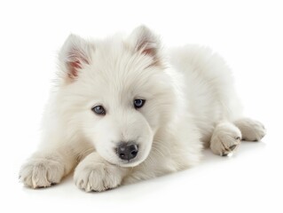 Adorable white puppy with fluffy fur lying down on a white background, looking at the camera with curious eyes.
