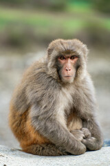 Portrait close-up of a monkey in the forest