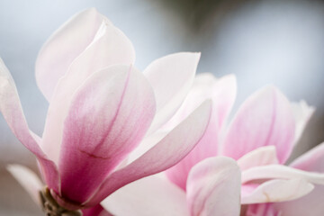 Fototapeta premium Magnolia Sulanjana flowers with petals in the spring season. beautiful pink magnolia flowers in spring, selective focusing.