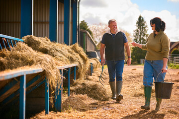 Male And Female Farm Workers Walking Across Yard Past Cattle Barn At Feeding Time