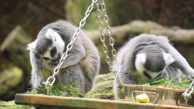 Lemuren im Tierpark Eberswalde bei der F&uuml;tterung