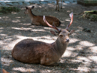 大きなツノの雄鹿