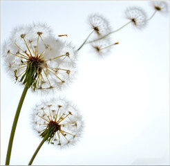 flying dandelion seeds on white background