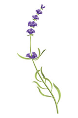 Lavender. Purple lavendar stems and blooms. Rustic trendy greenery flowers. Provence floral plant on white background. Vector cartoon illustration