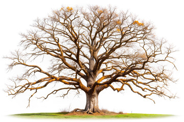 Fototapeta premium Beautiful old tree isolated on white background. Single old and dead tree on nature. Alone wooden trunk forest in fall season change. Clipping path