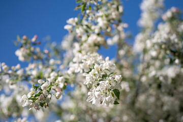 White blooming apple tree over blue sky, soft focus closeup. Spring time, season in nature. Summer...