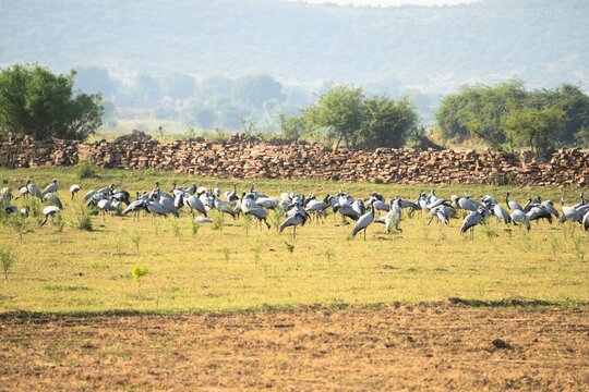 A huge flock of Demoiselle cranes or Grus virgo or Koonj birds perching on ground across a river in Gwalior Madhya Pradesh India during evening time