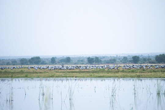 A huge flock of Demoiselle cranes or Grus virgo or Koonj birds perching on ground across a river in Gwalior Madhya Pradesh India during evening time