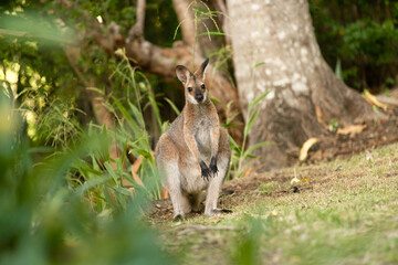 野生のワラビー、Wild Wallaby
