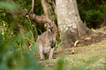 野生のワラビー、Wild Wallaby
