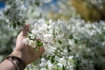 Man touching bunch of white flowering apple tree with hand, soft focus closeup. Summer fragrant...