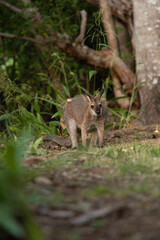 野生のワラビー、Wild Wallaby
