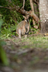 野生のワラビー、Wild Wallaby
