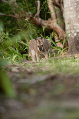 野生のワラビー、Wild Wallaby
