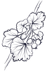 black and white hand drawn branches with gooseberry fruits vector