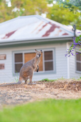 野生のワラビー、Wild Wallaby
