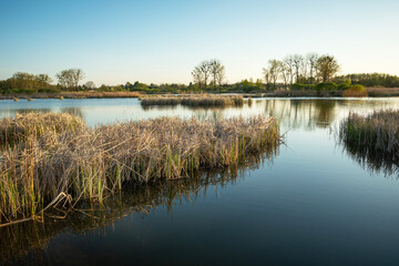 Landscape of a calm lake with reeds, May evening