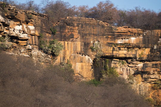 Colonies and nests of indian and himalayan griffon vultures or gyps indicus and himalayensis species on ridges of a rocky hill in Gwalior region of Madhya Pradesh in Central India