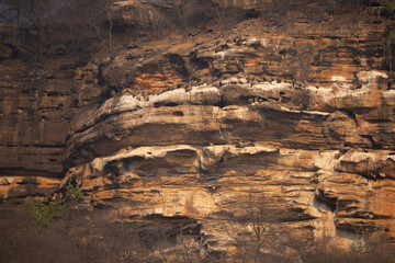Colonies and nests of indian and himalayan griffon vultures or gyps indicus and himalayensis species on ridges of a rocky hill in Gwalior region of Madhya Pradesh in Central India