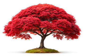 Isolated red Japanese maple tree on white background. Clipping path