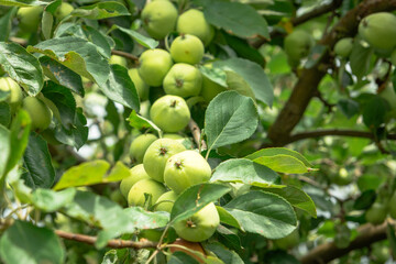 Green apples on the tree