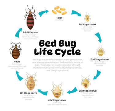 Bed Bug Life Cycle Diagram for Science Education development process scheme illustration, Different insect stages from egg and nymph stage to unfed adult house insect, reproduction explanation.