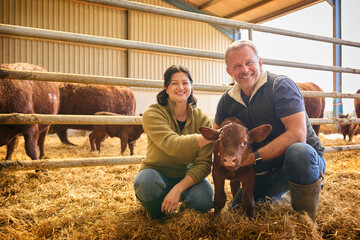 Portrait Of Male And Female Farm Workers Checking On Calf In Barn © Monkey Business