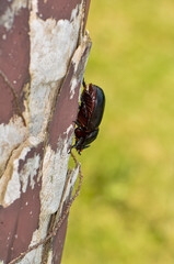 Macro photo of a black beetle called Oryctes rhinoceros