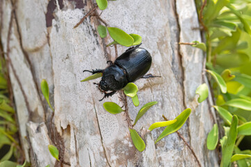 Macro photo of a black beetle called Oryctes rhinoceros