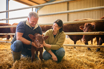 Male And Female Farm Workers Checking On Calf In Barn © Monkey Business