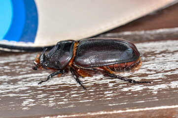 Macro photo of a black beetle called Oryctes rhinoceros © glebantiy