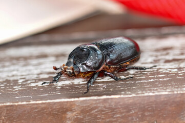 Macro photo of a black beetle called Oryctes rhinoceros