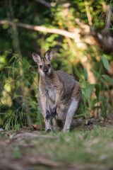 野生のワラビー、Wild Wallaby
