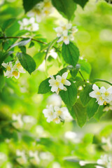 Flowering Jasmine flower, beautiful fragrant flower in spring, a nice fragrance wafts through the...