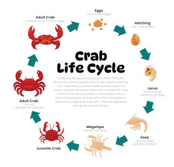 Crab Life Cycle Diagram for Science Education development process scheme illustration, Different insect stages from stages eggs, hatching, zoea, megalopa, juvenile to adult  reproduction explanation. © Yumagema